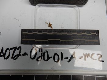 Media type: image;   Invertebrate Zoology 139207